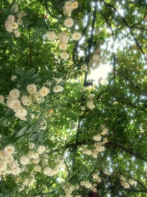 予夏赠你