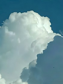 竹青苔