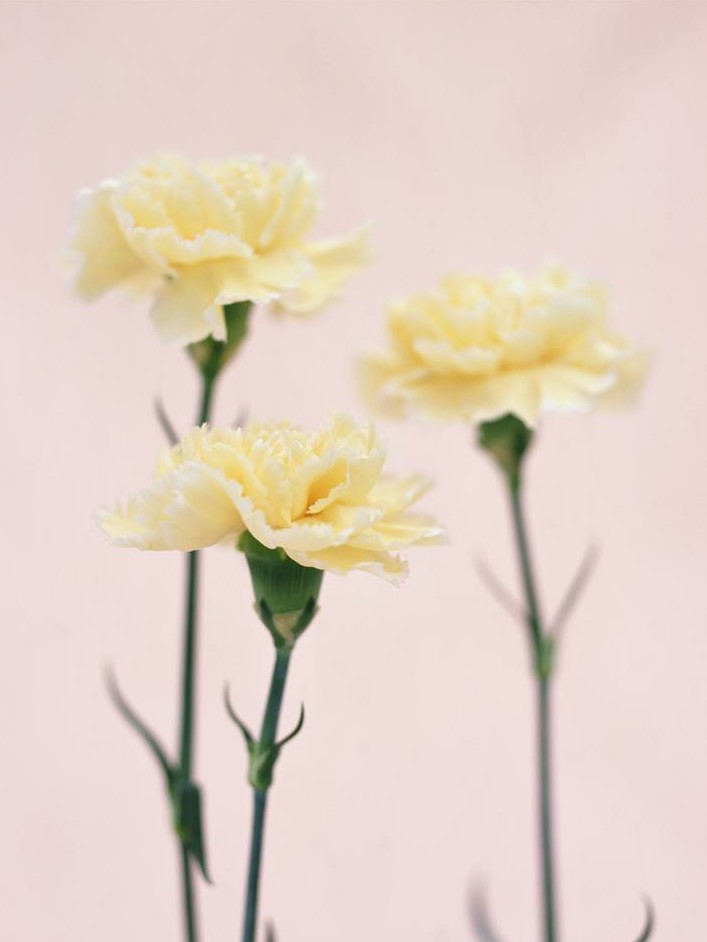 重生之燕舞莺啼春日长