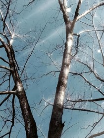 听夏棠花