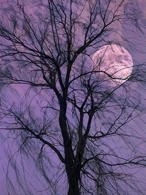 暗夜追毒
