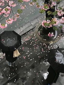 樱花落尽之时